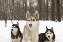 Nieve animal orgullosa hermosa del lobo del perro salvaje del invierno fornido de la nieve del trío grande foto de archivo libre de regalías Nieve animal orgullosa hermosa del lobo del perro salvaje del invierno fornido de la nieve del trío grande foto de archivo libre de regalías