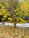 Nieve antes de Halloween imagen de archivo Nieve antes de Halloween imagen de archivo