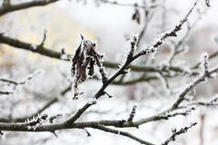 Nieve en las hojas Frost frío Invierno nieve Flores imagenes de archivo Nieve en las hojas Frost frío Invierno nieve Flores imagenes de archivo