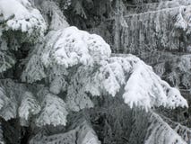 Nieve en ramificaciones del abedul foto de archivo libre de regalías Nieve en ramificaciones del abedul foto de archivo libre de regalías