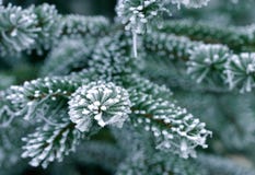 Nieve en árbol de pino