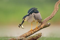 Night heron, grey water bird with fish in the bill, animal in the water, action scene from Hungary, nature habitat. stock photos Night heron, grey water bird with fish in the bill, animal in the water, action scene from Hungary, nature habitat. stock photos
