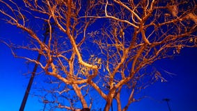 Night tree royalty free stock photos Night tree royalty free stock photos