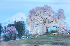 Night view of illuminated Wanitsuka Sakura a 300 year old cherry tree on a hill with snow-capped Mount Fuji in the background stock photo Night view of illuminated Wanitsuka Sakura a 300 year old cherry tree on a hill with snow-capped Mount Fuji in the background stock photo