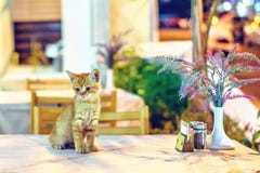 Night view to little cat sitting on restaurant table royalty free stock image Night view to little cat sitting on restaurant table royalty free stock image
