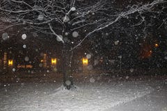 Nightime-Schnee in der Nachbarschaft mit steifem Winterbaum und Weihnachtslichter über der Straße - bokeh - schwarzes Weiß und Go lizenzfreies stockfoto Nightime-Schnee in der Nachbarschaft mit steifem Winterbaum und Weihnachtslichter über der Straße - bokeh - schwarzes Weiß und Go lizenzfreies stockfoto