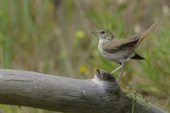 nightingale stock afbeeldingen nightingale stock afbeeldingen