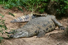 Nile Crocodile Stock Images