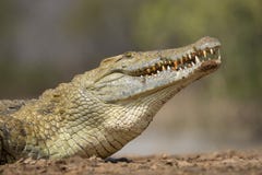 Nile Crocodile (Crocodylus niloticus) South Africa stock images Nile Crocodile (Crocodylus niloticus) South Africa stock images