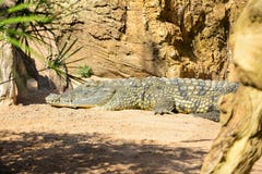 Niloticus de Nilo Crocodylus del de Cocodrilo fotografía de archivo libre de regalías Niloticus de Nilo Crocodylus del de Cocodrilo fotografía de archivo libre de regalías