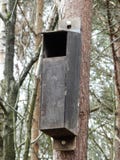 Nistkasten für Eulen im Waldland stockfoto Nistkasten für Eulen im Waldland stockfoto