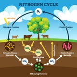 Nitrogen cycle vector illustration. Labeled N2 biogeochemical explanation.