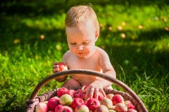 Niña que juega con una cesta de manzanas en el jardín foto de archivo Niña que juega con una cesta de manzanas en el jardín foto de archivo