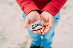 niño pequeño que lleva a cabo cáscaras del mar en sus manos imágenes de archivo libres de regalías niño pequeño que lleva a cabo cáscaras del mar en sus manos imágenes de archivo libres de regalías