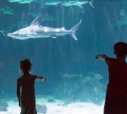 Niños que miran tiburones foto de archivo Niños que miran tiburones foto de archivo
