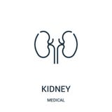 njuresymbolsvektor från medicinsk samling Tunn linje illustration för vektor för njureöversiktssymbol stock illustrationer njuresymbolsvektor från medicinsk samling Tunn linje illustration för vektor för njureöversiktssymbol stock illustrationer
