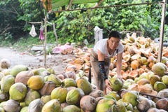 Noce di cocco locale non identificata della sbucciatura della donna immagine stock libera da diritti Noce di cocco locale non identificata della sbucciatura della donna immagine stock libera da diritti