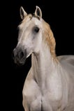 Noir d'isolement par verticale de cheval blanc photo stock Noir d'isolement par verticale de cheval blanc photo stock