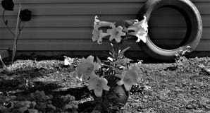 Noir et blanc des lis de P?ques photo stock Noir et blanc des lis de P?ques photo stock