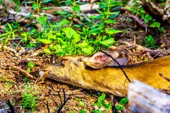 Noircissez les cerfs communs coupés la queue dormant sur Tod Mountain dans AVANT JÉSUS CHRIST le Canada photographie stock libre de droits Noircissez les cerfs communs coupés la queue dormant sur Tod Mountain dans AVANT JÉSUS CHRIST le Canada photographie stock libre de droits
