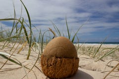 Noix De Coco Ouverte Sur La Plage En Plage D Arc En Ciel Queensland Australie La Noix De Coco Ressemble Un Oeuf De Dinosaure Photo Stock Image Du Beau Ciel Noix De Coco Ouverte Sur La Plage En Plage D Arc En Ciel Queensland Australie La Noix De Coco Ressemble Un Oeuf De Dinosaure Photo Stock Image Du Beau Ciel