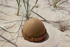 Noix De Coco Ouverte Sur La Plage En Plage D Arc En Ciel Queensland Australie La Noix De Coco Ressemble Un Oeuf De Dinosaure Image Stock Image Du Oeuf Thailand Noix De Coco Ouverte Sur La Plage En Plage D Arc En Ciel Queensland Australie La Noix De Coco Ressemble Un Oeuf De Dinosaure Image Stock Image Du Oeuf Thailand