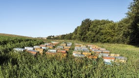 Nomadic beekeeping in the fields. Beehives in the fields, nomadic beeiping royalty free stock photo Nomadic beekeeping in the fields. Beehives in the fields, nomadic beeiping royalty free stock photo