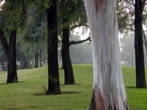 Non può vedere la foresta per l'albero fotografia stock libera da diritti Non può vedere la foresta per l'albero fotografia stock libera da diritti