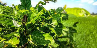 Noni выходит завод стоковое изображение rf Noni выходит завод стоковое изображение rf