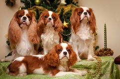 Nonszalancki królewiątka Charles spaniel na tle choinka zdjęcia stock Nonszalancki królewiątka Charles spaniel na tle choinka zdjęcia stock