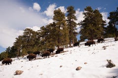 Noordamerikaanse Bison Buffalo Roam Hillside Fresh-Sneeuw Blauwe Hemel royalty-vrije stock fotografie Noordamerikaanse Bison Buffalo Roam Hillside Fresh-Sneeuw Blauwe Hemel royalty-vrije stock fotografie