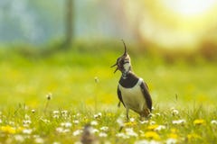 Noordelijk vanellus klein jeugdkuiken die van kievitvanellus een weide onderzoeken stock afbeeldingen Noordelijk vanellus klein jeugdkuiken die van kievitvanellus een weide onderzoeken stock afbeeldingen