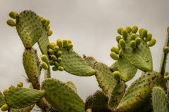 Nopalkaktus mit vielen Feigen in Mexiko stockbild Nopalkaktus mit vielen Feigen in Mexiko stockbild