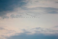 Nord d'oiseaux migrateurs de canards photo stock Nord d'oiseaux migrateurs de canards photo stock