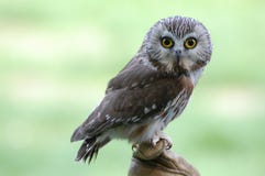 Nordique Voir-whet le hibou image libre de droits Nordique Voir-whet le hibou image libre de droits