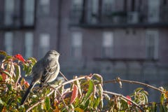 Nordlig härmfågel som stirrar på höstsolnedgången royaltyfri bild Nordlig härmfågel som stirrar på höstsolnedgången royaltyfri bild