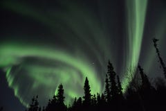 Nordligt tänder i treesna royaltyfri foto Nordligt tänder i treesna royaltyfri foto