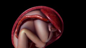 Normal labor and vaginal birth
