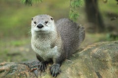 North American River Otter Stock Photos