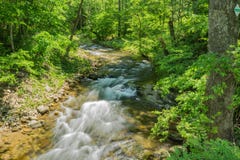 North Creek - Wild Mountain Trout Stream - 6 royalty free stock photography North Creek - Wild Mountain Trout Stream - 6 royalty free stock photography