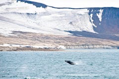 Northern Arctic landscape with breaching Humpback whale in foreground royalty free stock photos Northern Arctic landscape with breaching Humpback whale in foreground royalty free stock photos