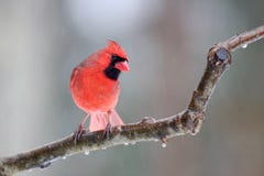 Northern Cardinal on an Icy Day in Winter