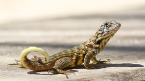 Northern curly-tailed lizard, Leiocephalus carinatus stock photos Northern curly-tailed lizard, Leiocephalus carinatus stock photos