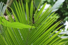 Northern Golden Orb Weaver stock photos Northern Golden Orb Weaver stock photos