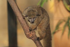 Northern Greater Galago Stock Photos