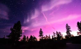 Northern Lights aurora borealis over trees