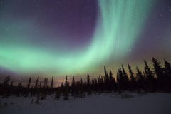 Northern Lights swirling over pine trees stock images Northern Lights swirling over pine trees stock images