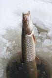Northern Pike Ice Fishing Northern Pike Ice Fishing