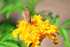 Northern Wall Brown butterfly Lasiommata petropolitana Royalty Free Stock Images Northern Wall Brown butterfly Lasiommata petropolitana Royalty Free Stock Images