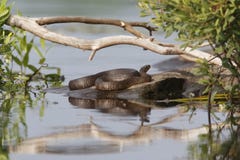 Northern Water Snake Basking on a Rock stock photo Northern Water Snake Basking on a Rock stock photo